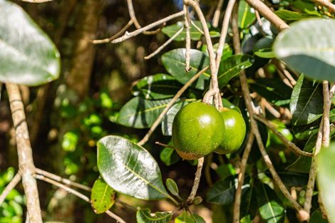 Photo of property in 429 Glenmohr Road, Waipu, 0582