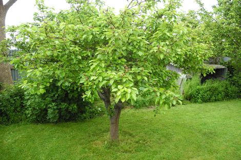 Photo of property in 56 Rhodes Street, Waimate, 7924