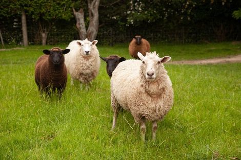 Photo of property in 945 No 7 Road, Springdale, Waitoa, 3380