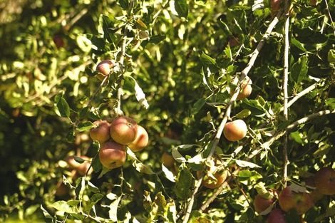 Photo of property in 49 Dodson Road, Takaka, 7183