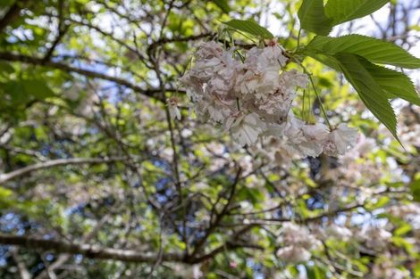 Photo of property in 13 Clunie Avenue, Raumati South, Paraparaumu, 5032