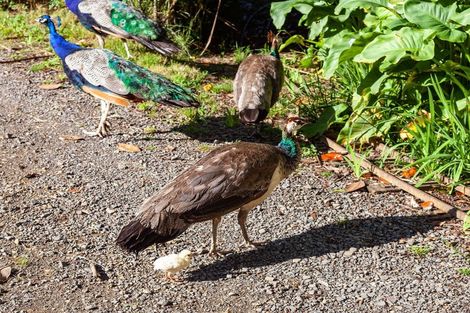 Photo of property in 365 Mill Creek Road, Kaimarama, Whitianga, 3591