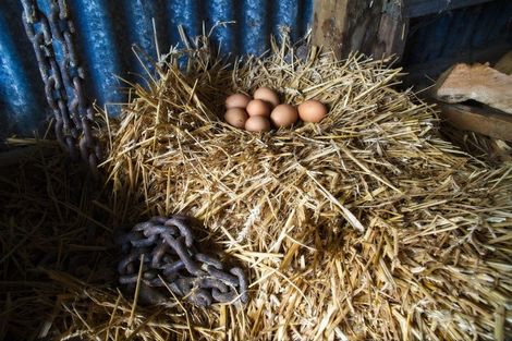 Photo of property in 1215 Wharekopae Road, Ngatapa, Gisborne, 4072