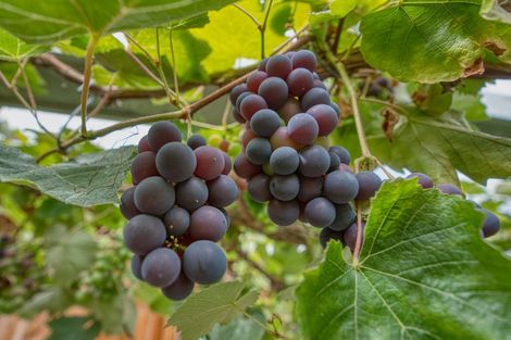 Photo of property in 210 Keogans Road, Arahura Valley, Hokitika, 7882