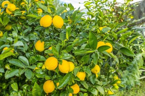 Photo of property in 1/14 Totara Street, Trentham, Upper Hutt, 5018