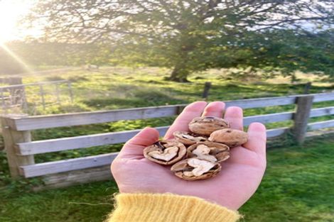 Photo of property in 13 Pukeiti Road, Te Mapara, Te Kuiti, 3981