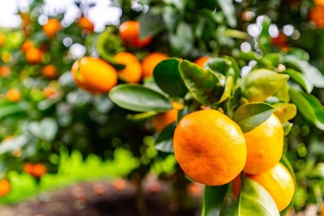 Photo of property in 79c Jack Boyd Drive, Mangawhai Heads, Kaiwaka, 0573