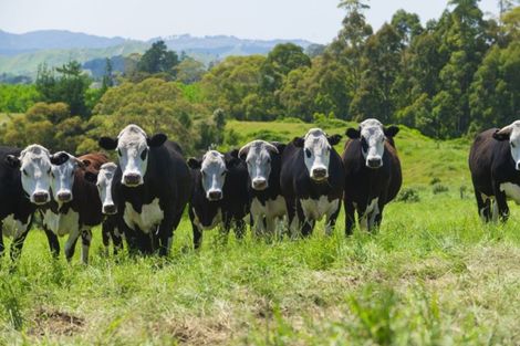 Photo of property in 809 Awamate Road, Frasertown, Wairoa, 4193