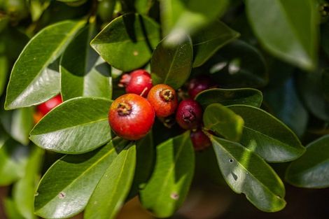 Photo of property in 105 Yorke Road, Haruru, 0204