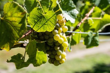 Photo of property in 259 Blackbarn Road, Havelock North, 4294