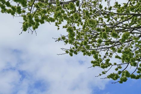 Photo of property in 420 Mcivor Road, Myross Bush, Invercargill, 9876