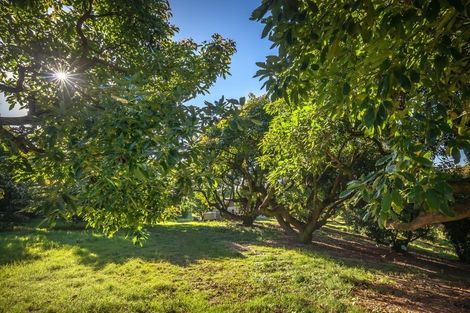 Photo of property in 313 Youngson Road, Whakamarama, Tauranga, 3179