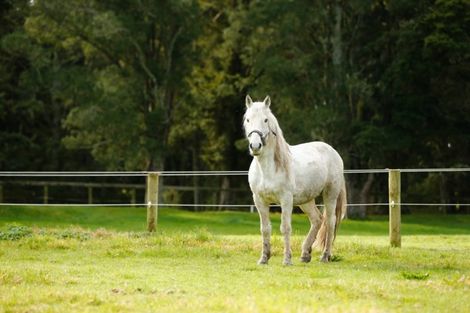 Photo of property in 202-206 Tapuhi Road, Hukerenui, Hikurangi, 0182
