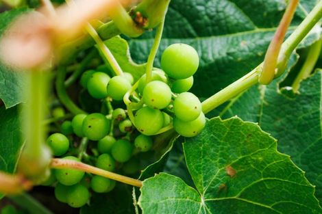 Photo of property in 852 Penny Road, Sanson, Palmerston North, 4479