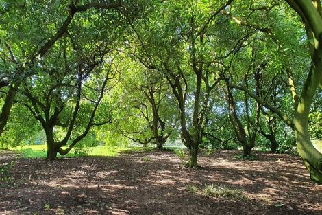 Photo of property in 219 Plummers Point Road, Whakamarama, Tauranga, 3172