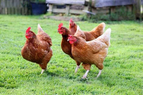 Photo of property in 9 Rata Street, Waiuku, 2123