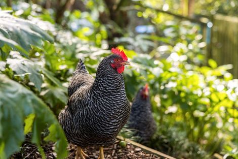 Photo of property in 37 Silkwood Way, Tauriko, Tauranga, 3110