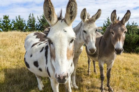Photo of property in 463 Moonshine Hill Road, Moonshine Valley, Porirua, 5381