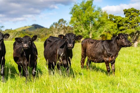 Photo of property in 152a Kokopu Block Road, Maungatapere, Whangarei, 0179