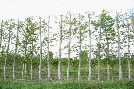 Photo of property in 55 Greens Road, Tuahiwi, Kaiapoi, 7691