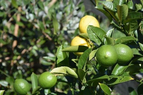 Photo of property in 76 Komiti Road, Tinopai, 0593