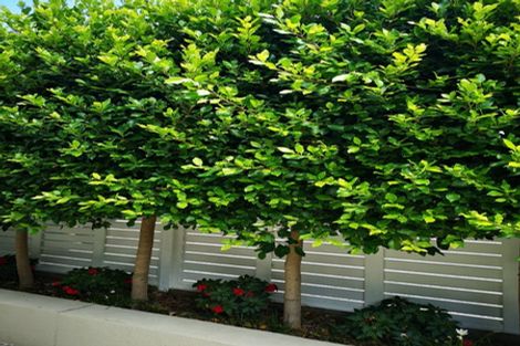 Photo of property in 2/11a Prospect Terrace, Milford, Auckland, 0620