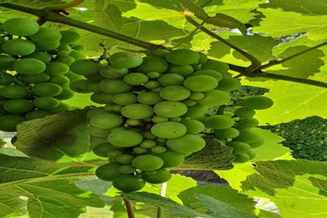 Photo of property in 39 Taylor Avenue, Paeroa, 3600