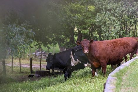 Photo of property in 1137 Port Albert Road, Port Albert, Wellsford, 0973