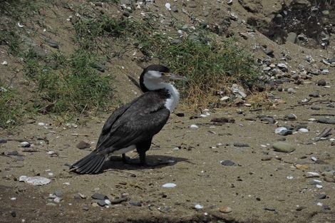 Photo of property in 410 Thames Coast Sh25 Road, Te Puru, Thames, 3575