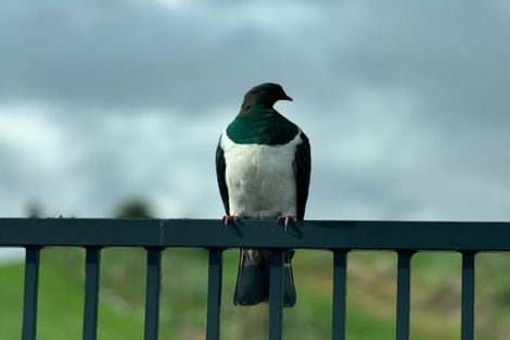 Photo of property in 335 Muhunoa Road East, Muhunoa East, Levin, 5570