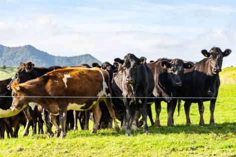 Photo of property in 184 Tangowahine Valley Road, Tangowahine, 0372