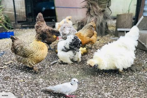 Photo of property in 35 Ranui Avenue, Ranui, Auckland, 0612