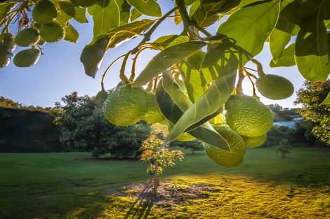 Photo of property in 313 Youngson Road, Whakamarama, Tauranga, 3179