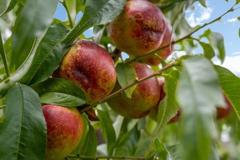 Photo of property in 2 Clearwater Place, Mayfield, Blenheim, 7201