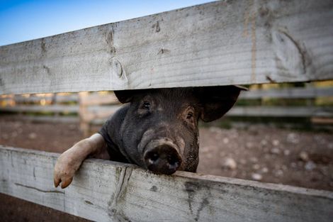 Photo of property in 26 Riverlea Downs, Broadlands, Reporoa, 3081