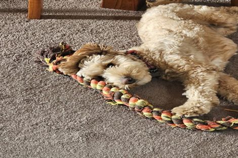 Photo of property in 2/10 Sevilla Place, Unsworth Heights, Auckland, 0632