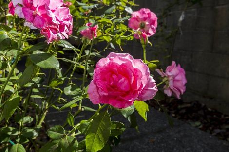 Photo of property in 2/39 Palmer Court, Silverstream, Upper Hutt, 5019