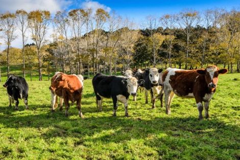 Photo of property in 1149b Whangaripo Valley Road, Whangaripo, Wellsford, 0972