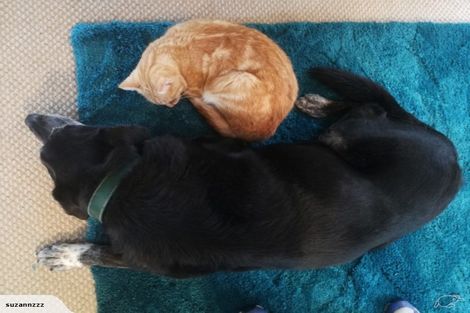 Photo of property in 9 Raewyn Place, Pakuranga, Auckland, 2010