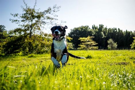 Photo of property in 14 Lone Gum Lane, Kerikeri, 0230