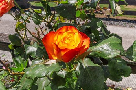 Photo of property in 18 Clive Road, Katikati, 3129