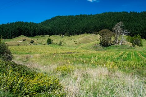 Photo of property in 236 Ormond Road, Mangapapa, Gisborne, 4010