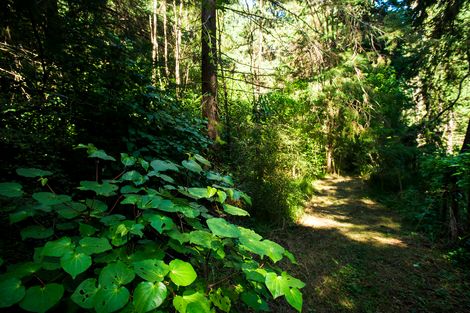 Photo of property in 1441 Waimata Valley Road, Waimata, 4073