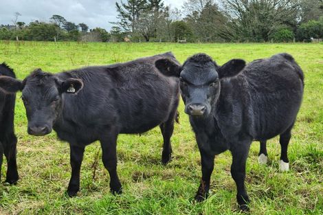 Photo of property in 1946 Mountain Road, Norfolk, Inglewood, 4388