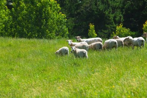 Photo of property in 809 Awamate Road, Frasertown, Wairoa, 4193