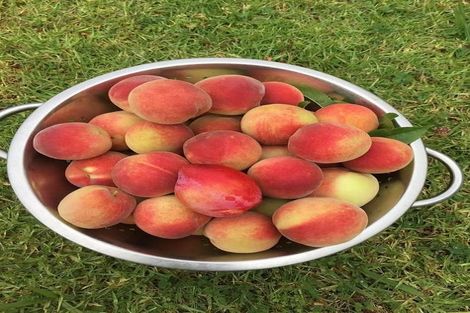 Photo of property in 10 Mary Forgham Drive, Greenhithe, Auckland, 0632