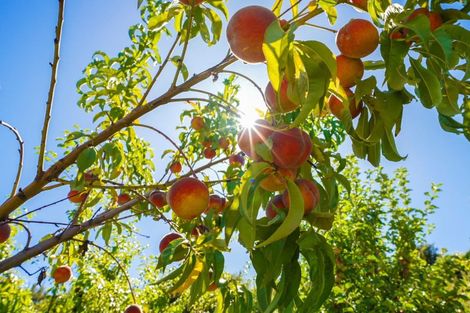 Photo of property in 354 Dublin Bay Road, Albert Town, Wanaka, 9382