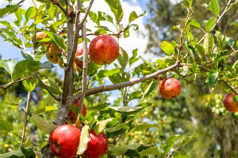 Photo of property in 89 Vinegar Hill Road, Kauri, Kamo, 0185