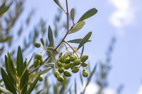 Photo of property in 1071 Tauhoa Road, Kaipara Flats, Warkworth, 0984