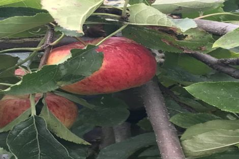 Photo of property in 10 Kings Avenue, Saint Kilda, Dunedin, 9012